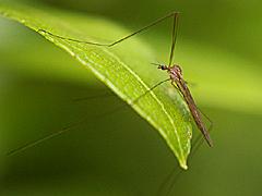 Limoniid Crane Fly